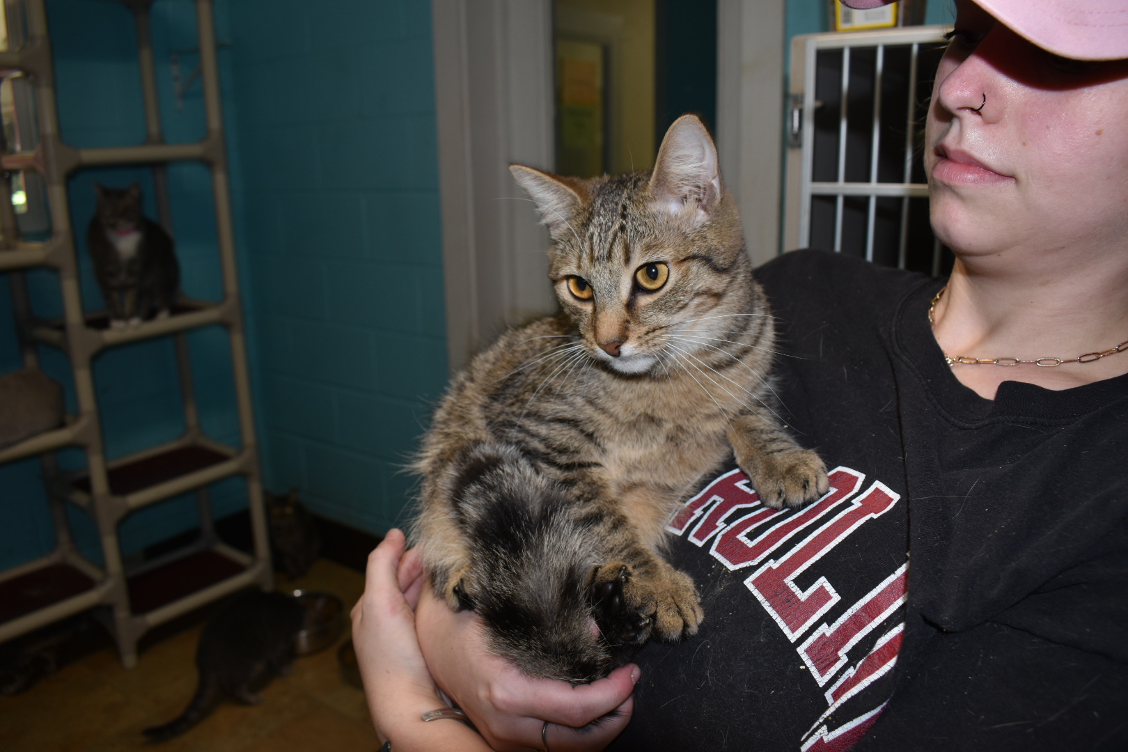 Cinna, a Adoptable Domestic Short Hair in Milledgeville, GA image 4/4