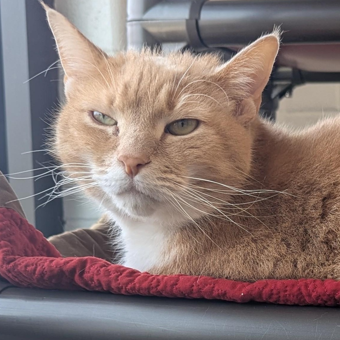 Enlarge Apple Pie, an adopted Domestic Long Hair in Stafford, VA image 1/1