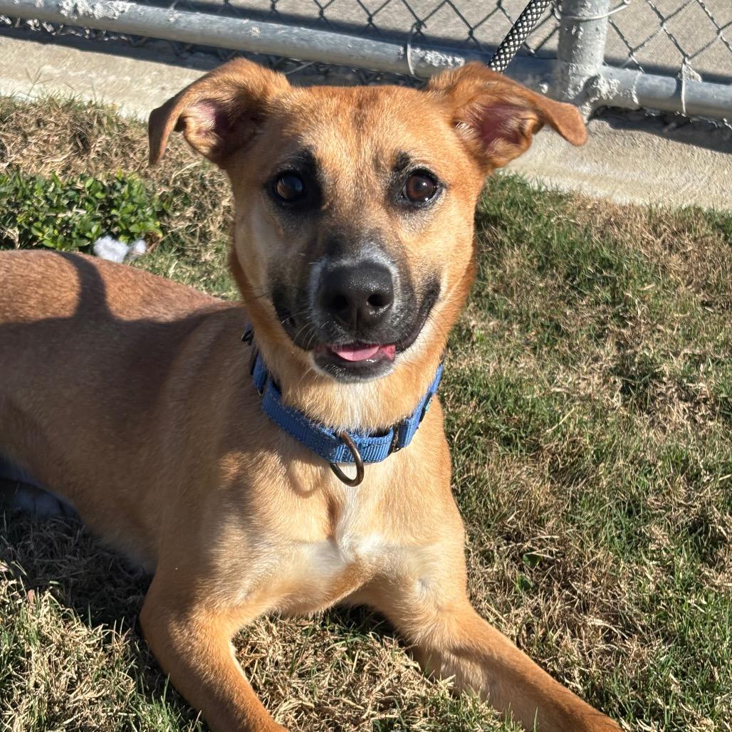 Poppy, Adoptable, Young Female Labrador Retriever & Mixed Breed.