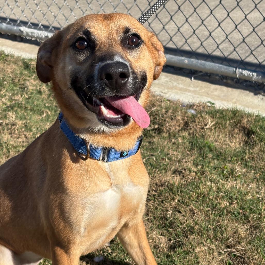 Enlarge Poppy, a Adoptable mixed breed in League City, TX image 2/3