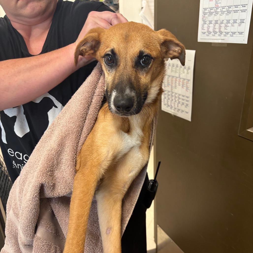 Enlarge Poppy, a Adoptable mixed breed in League City, TX image 1/1