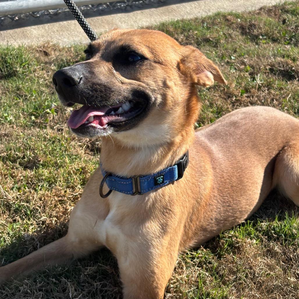 Enlarge Poppy, a Adoptable mixed breed in League City, TX image 3/3