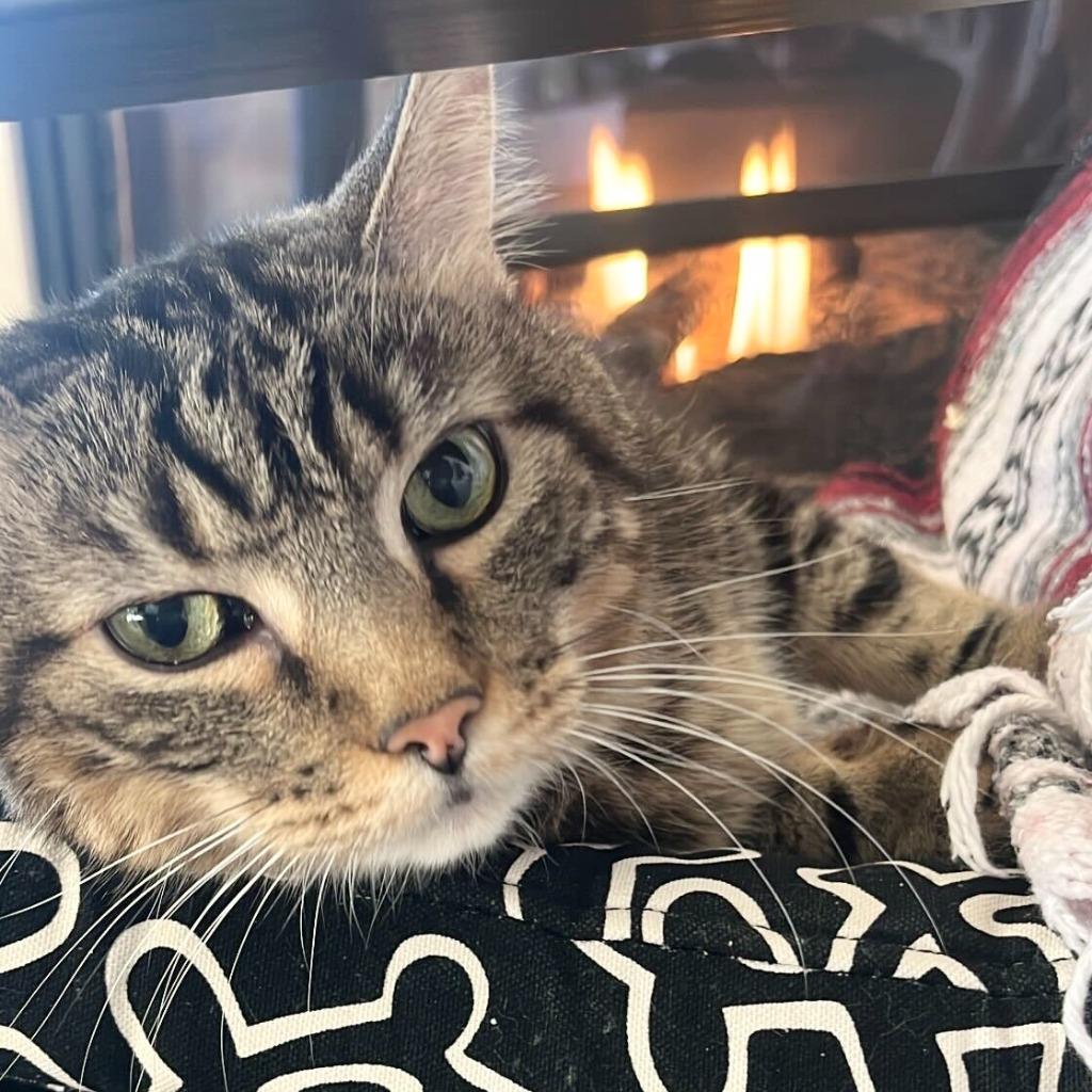 Enlarge Ted, a Adoptable Domestic Short Hair in State College, PA image 1/6