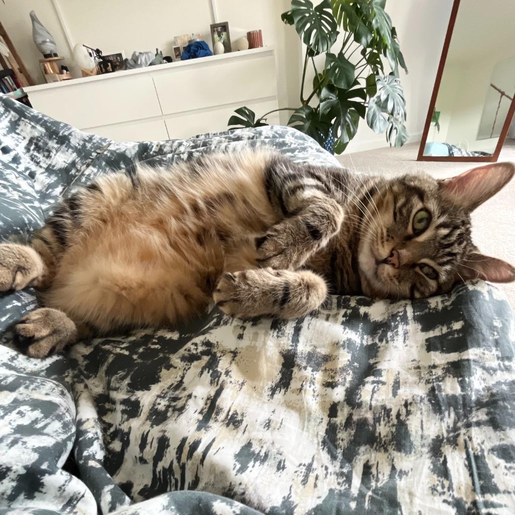 Enlarge Ted, a Adoptable Domestic Short Hair in State College, PA image 2/6