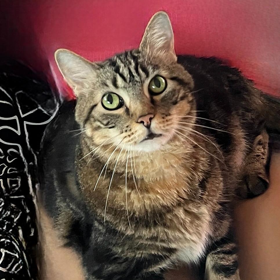 Enlarge Ted, a Adoptable Domestic Short Hair in State College, PA image 1/6