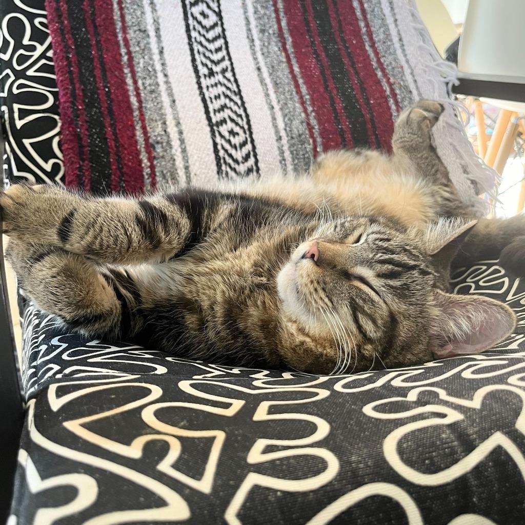 Enlarge Ted, a Adoptable Domestic Short Hair in State College, PA image 4/6