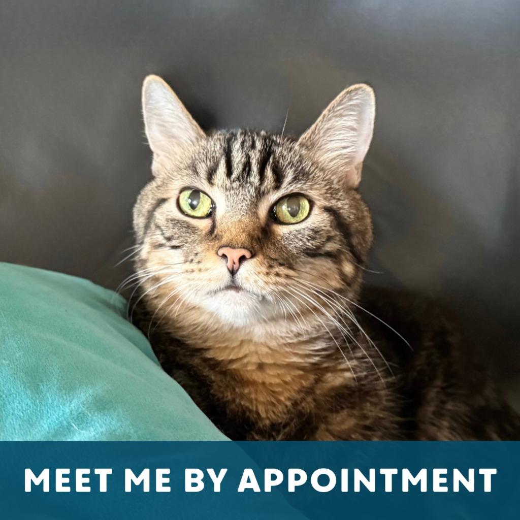 Enlarge Ted, a Adoptable Domestic Short Hair in State College, PA image 5/6