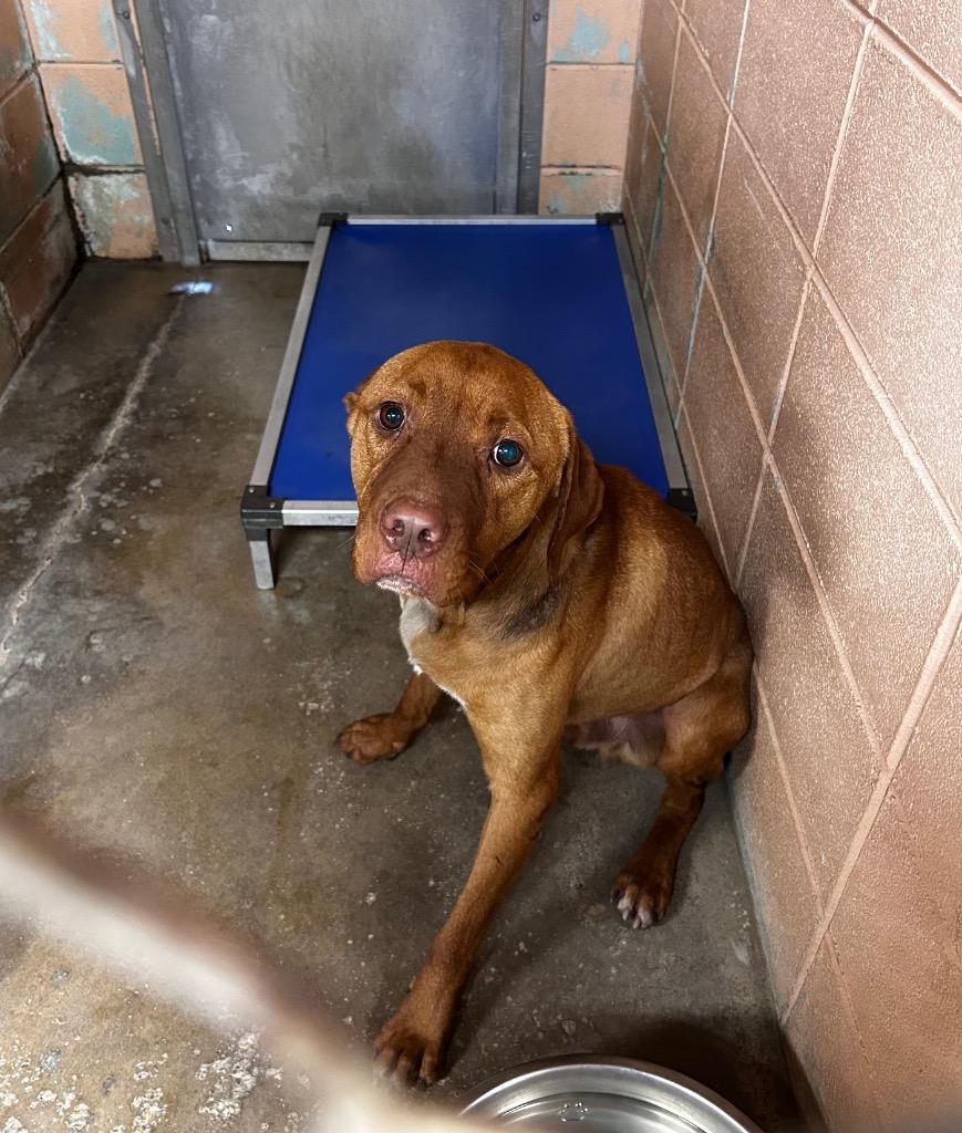 Enlarge Bongo, a Adoptable Pit Bull Terrier in Gautier, MS image 1/4