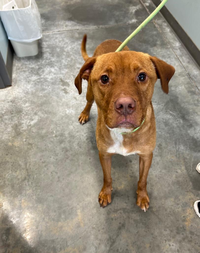 Enlarge Bongo, a Adoptable Pit Bull Terrier in Gautier, MS image 2/4