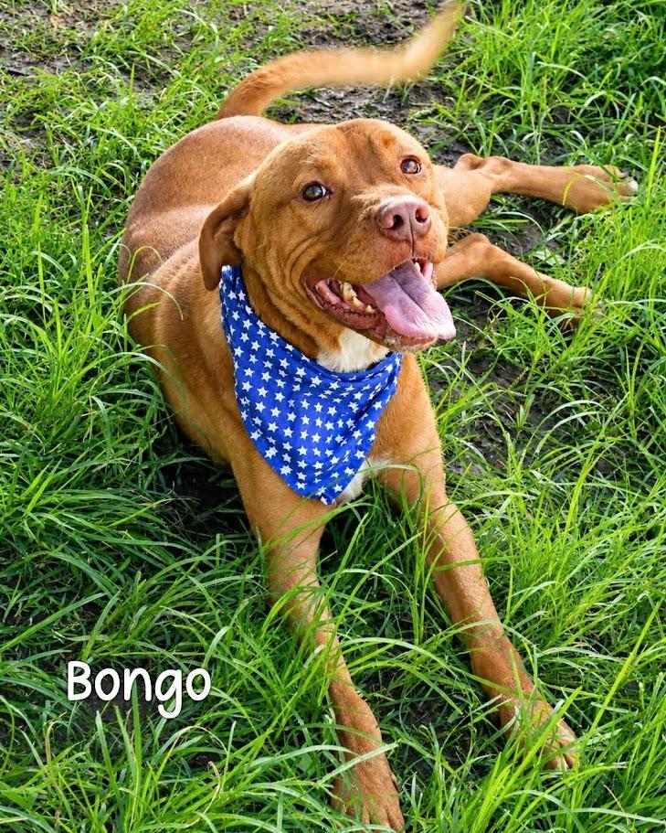Enlarge Bongo, a Adoptable Pit Bull Terrier in Gautier, MS image 4/4