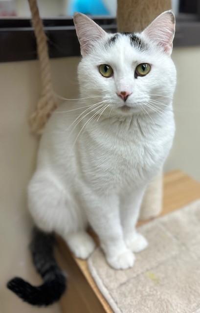 Enlarge Ghostface, a Adoptable Domestic Short Hair in Willmar, MN image 1/3