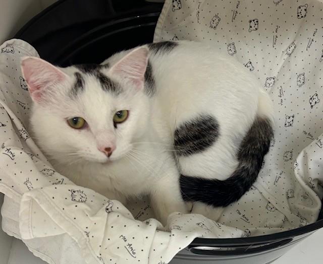 Enlarge Ghostface, a Adoptable Domestic Short Hair in Willmar, MN image 2/3