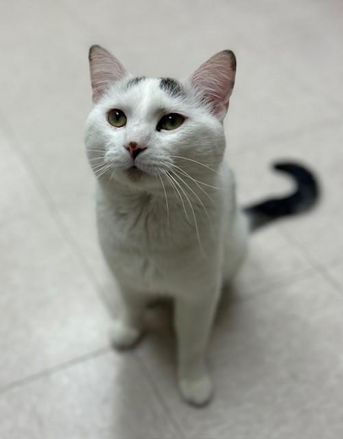 Enlarge Ghostface, a Adoptable Domestic Short Hair in Willmar, MN image 3/3