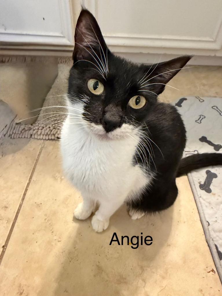 Angie, Adoptable, Young Female Domestic Short Hair.