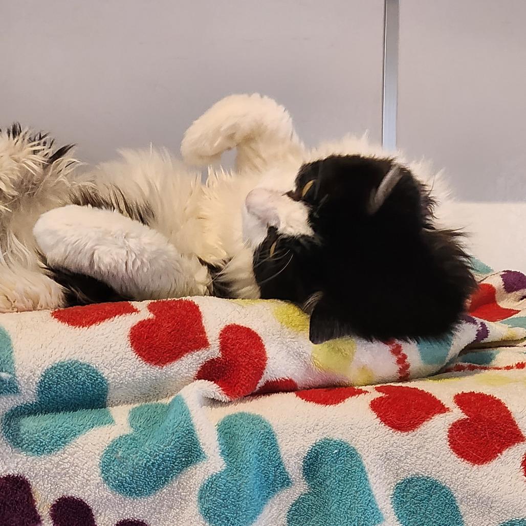 Vanessa — thumbnail 2