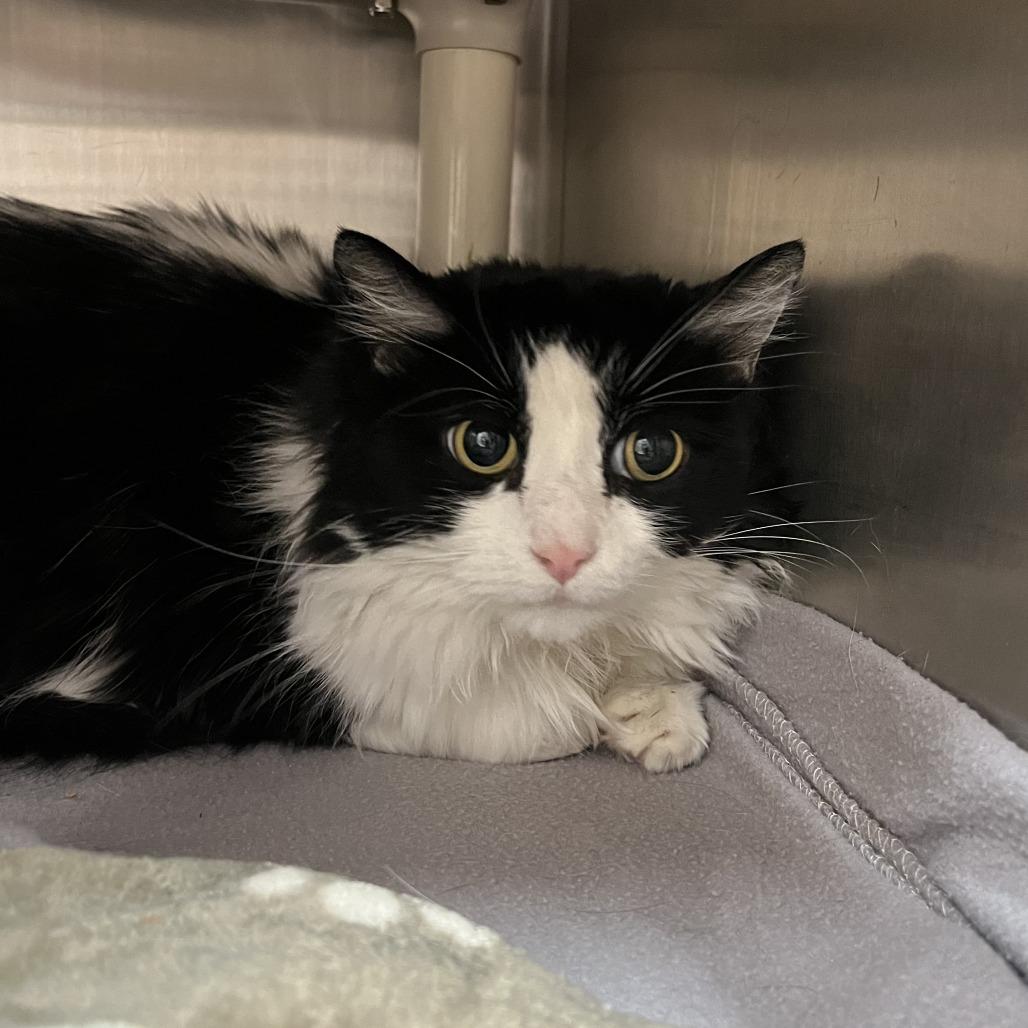 Vanessa — thumbnail 3