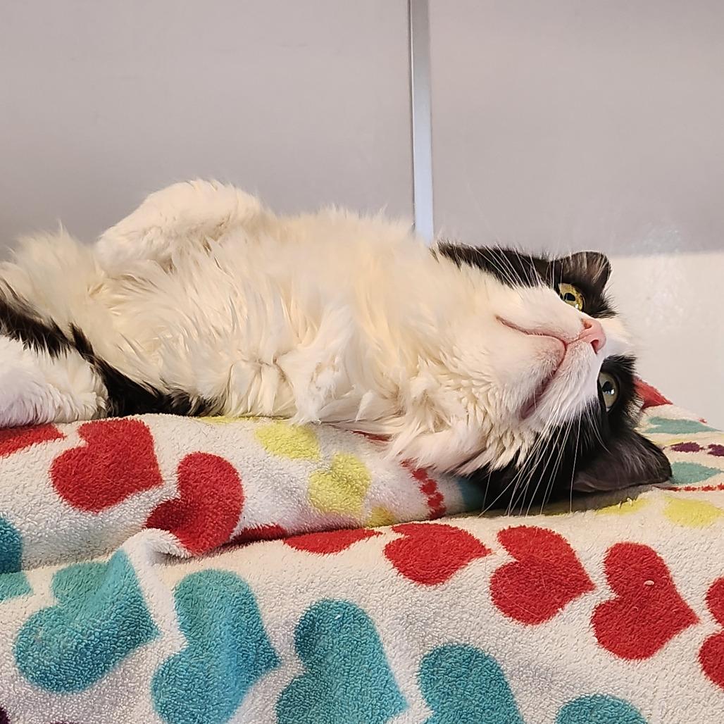 Vanessa — thumbnail 6