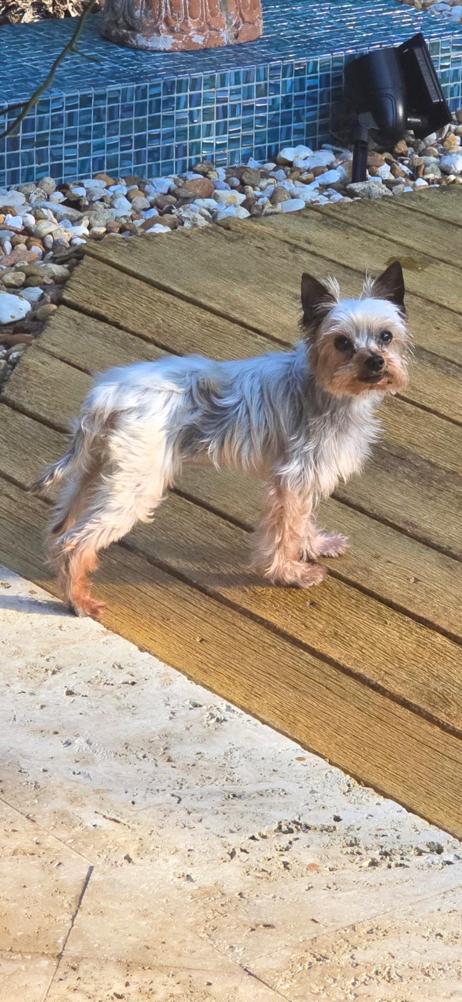 Enlarge PETRI, a ADOPTABLE Yorkshire Terrier in Miami, FL image 1/3