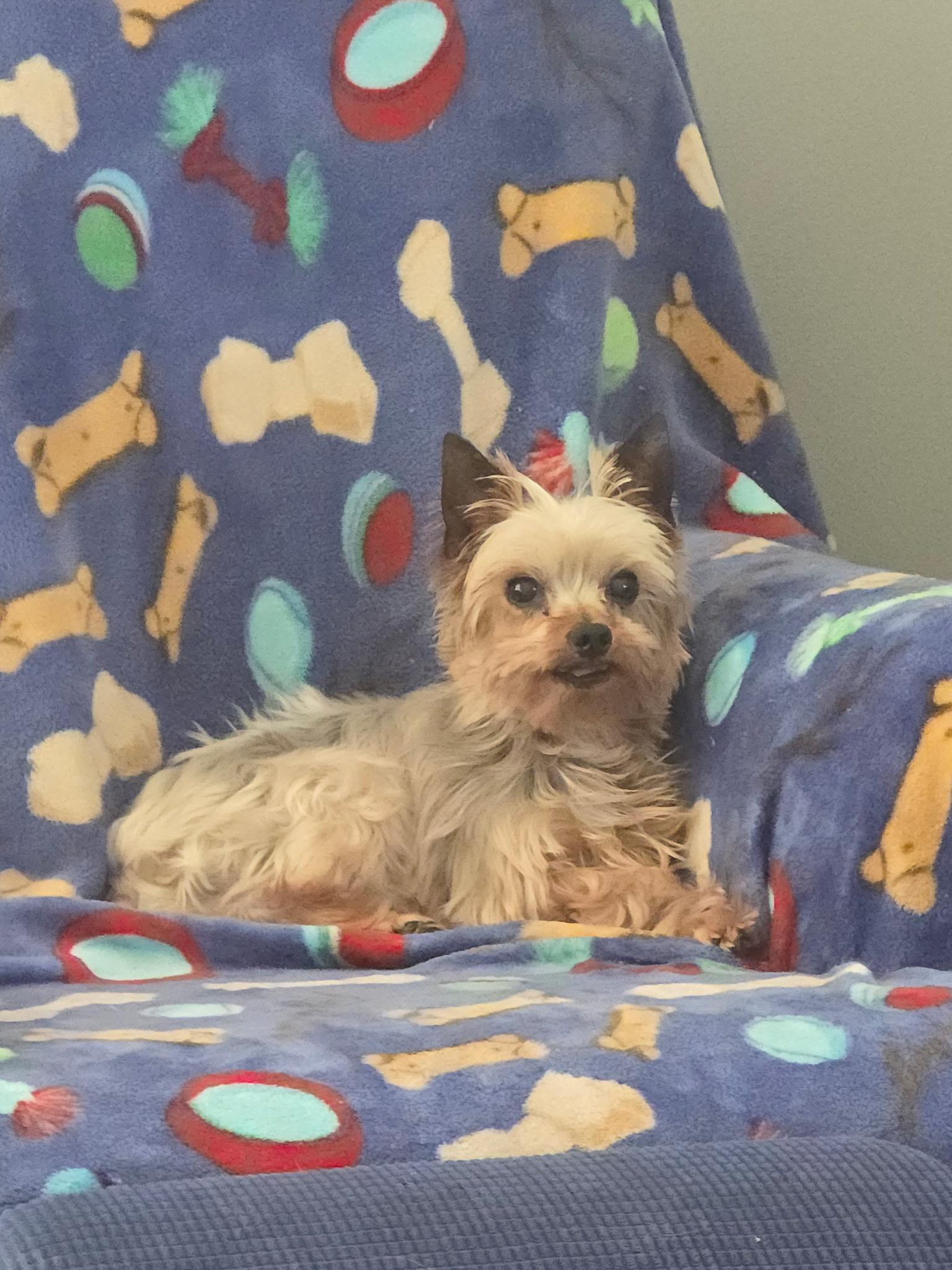 Enlarge PETRI, a ADOPTABLE Yorkshire Terrier in Miami, FL image 2/3