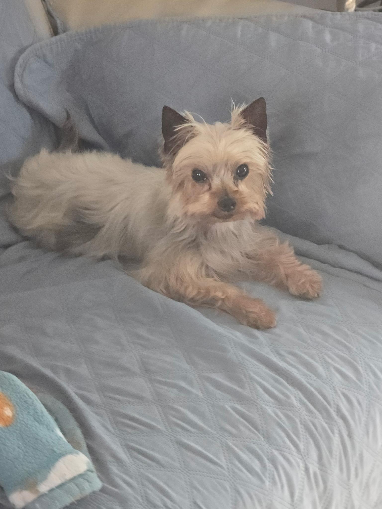 Enlarge PETRI, a ADOPTABLE Yorkshire Terrier in Miami, FL image 3/3