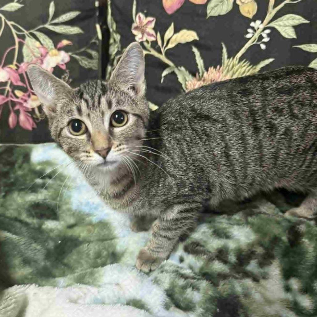 Shasta, a Adoptable Domestic Short Hair in Wilmington, NC image 1/4