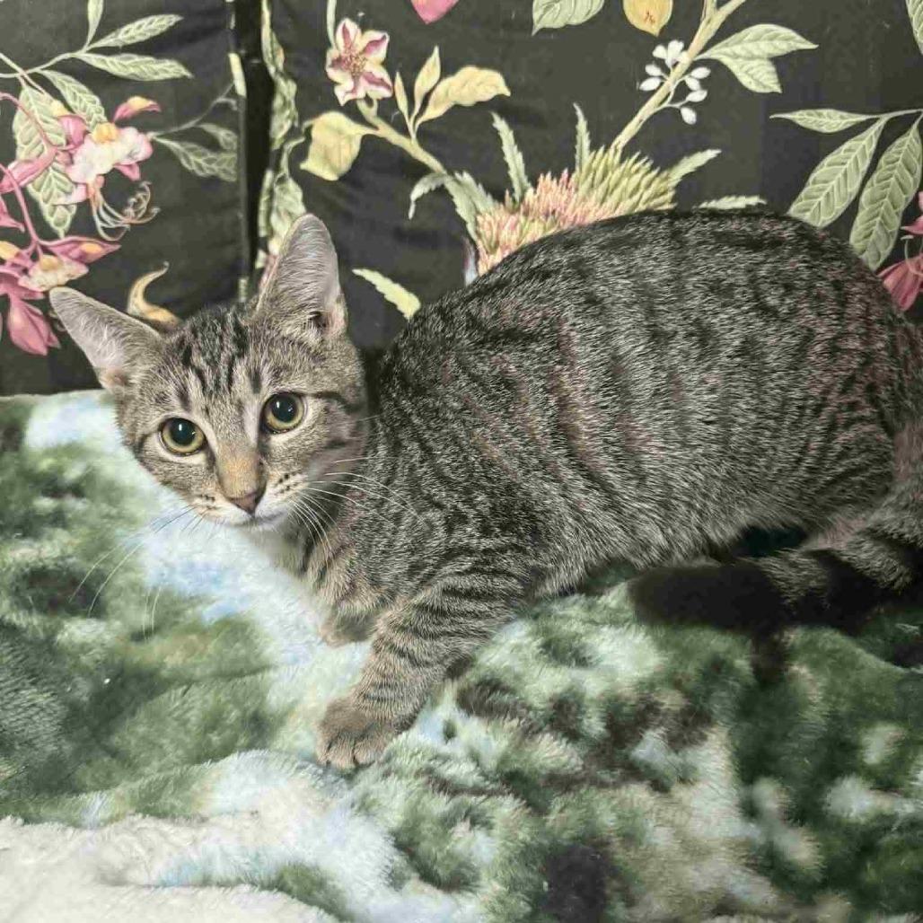 Shasta, a Adoptable Domestic Short Hair in Wilmington, NC image 2/4