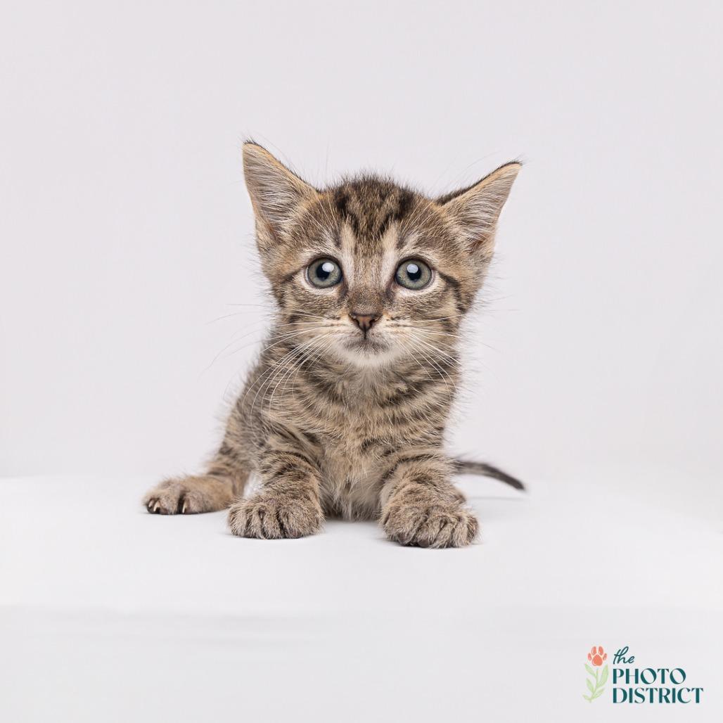 Shasta, Adoptable, Young Male Domestic Short Hair.