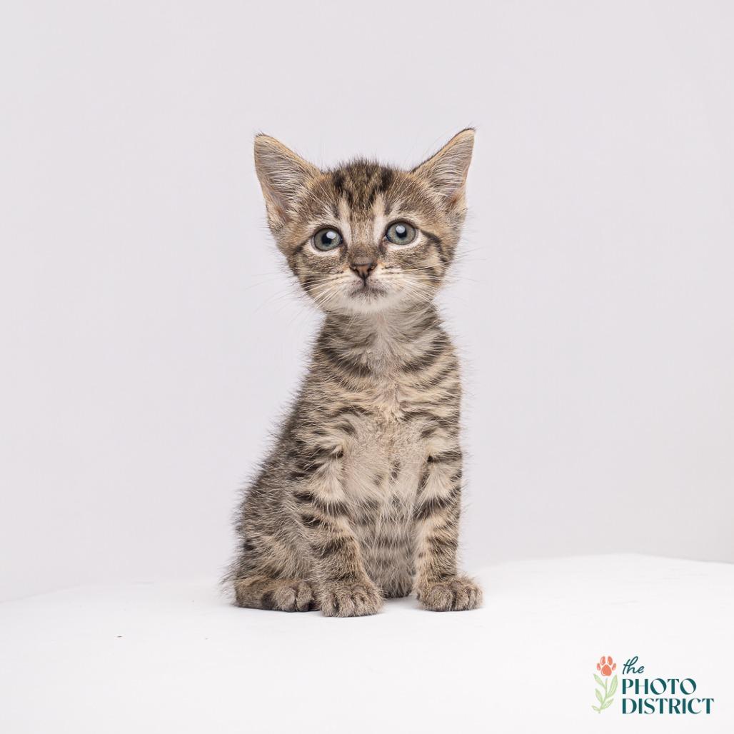 Shasta, a Adoptable Domestic Short Hair in Wilmington, NC image 4/4