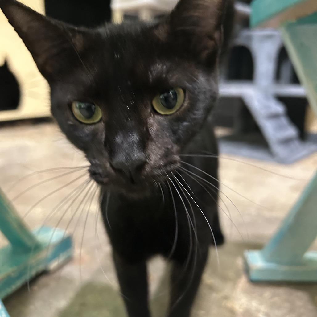 Radiohead, Adoptable, Young Male Domestic Short Hair.