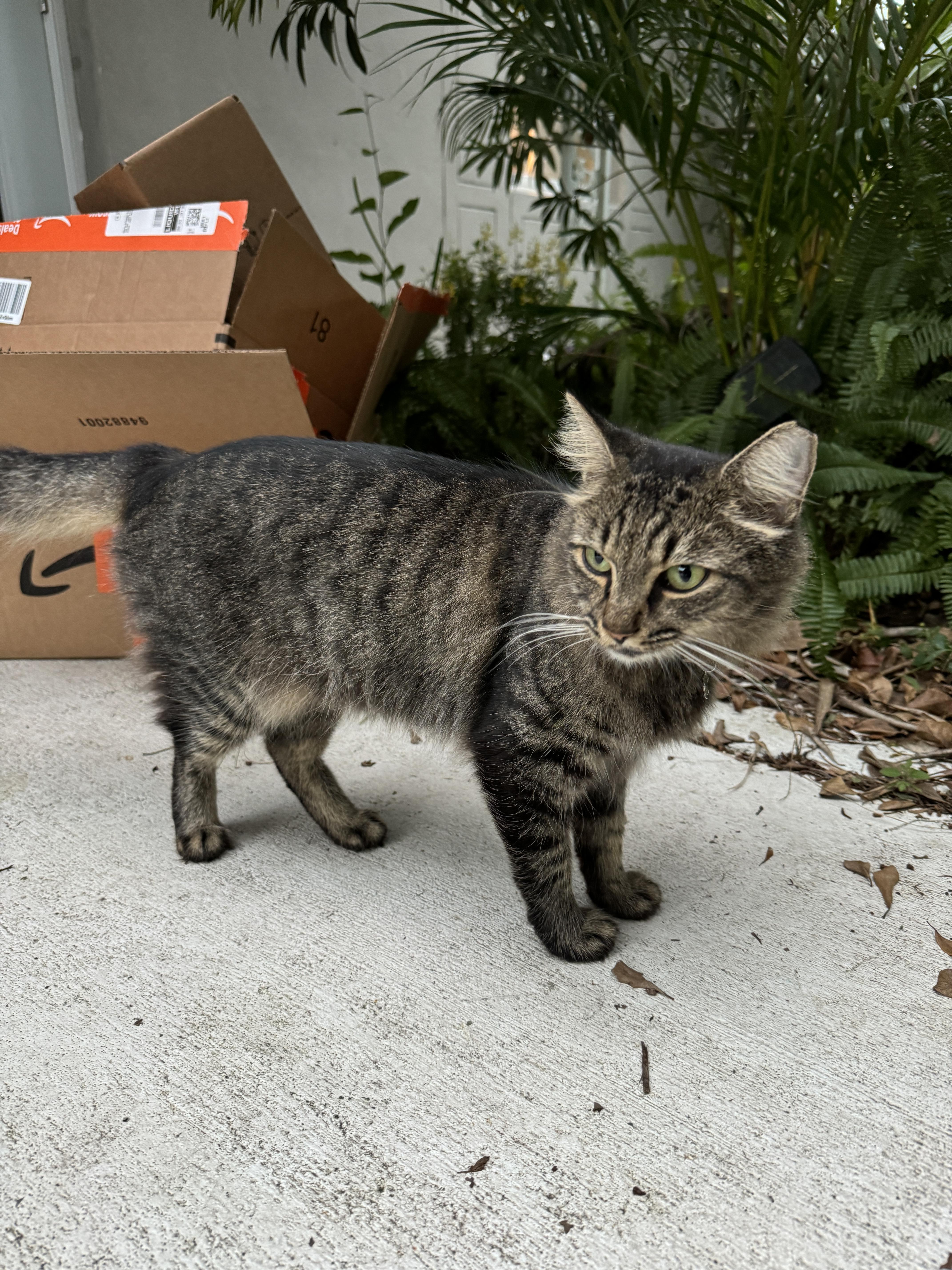 Sho Sho, Adoptable, Adult Female Maine Coon.