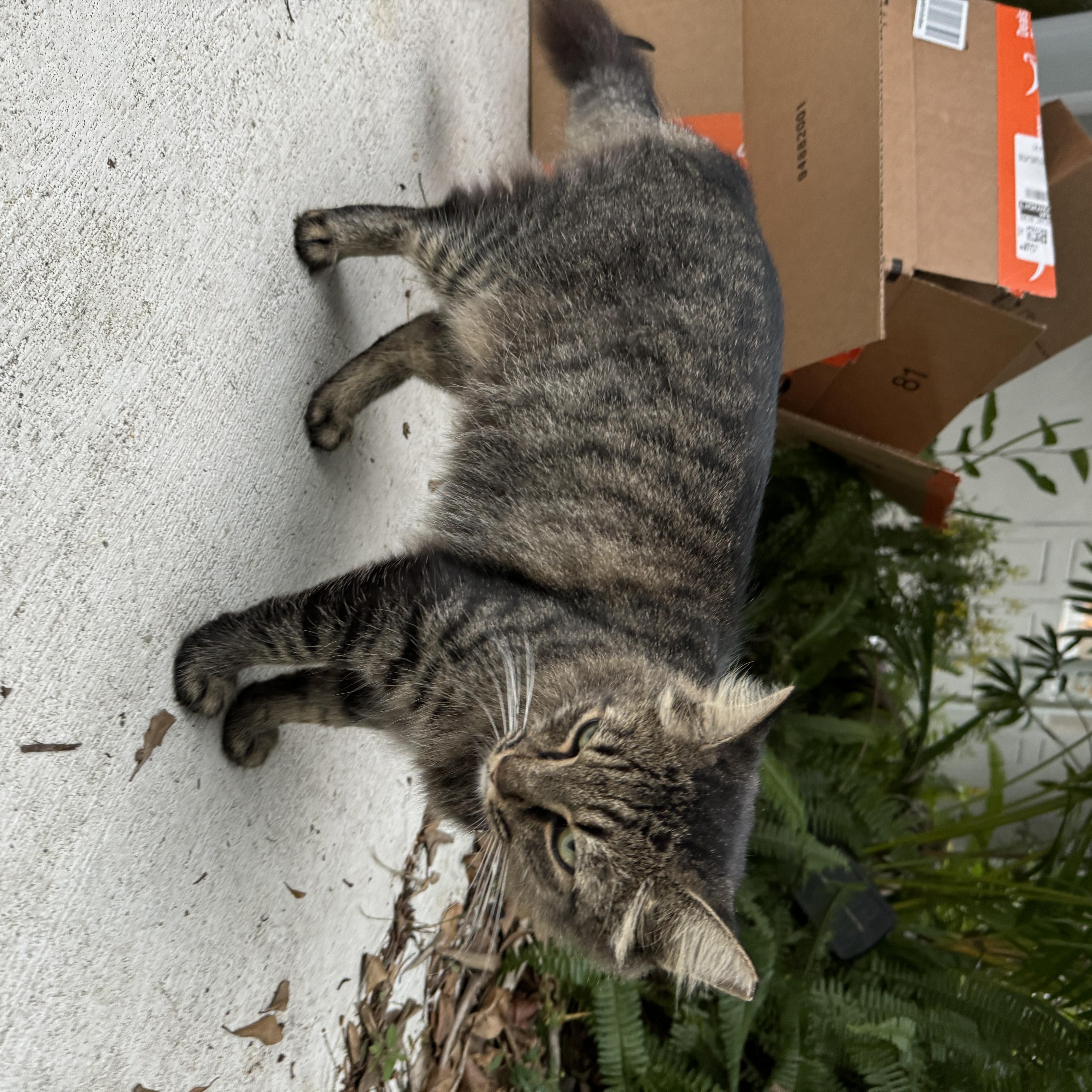 Enlarge Sho Sho, a Adoptable mixed breed in Fort Lauderdale, FL image 3/5