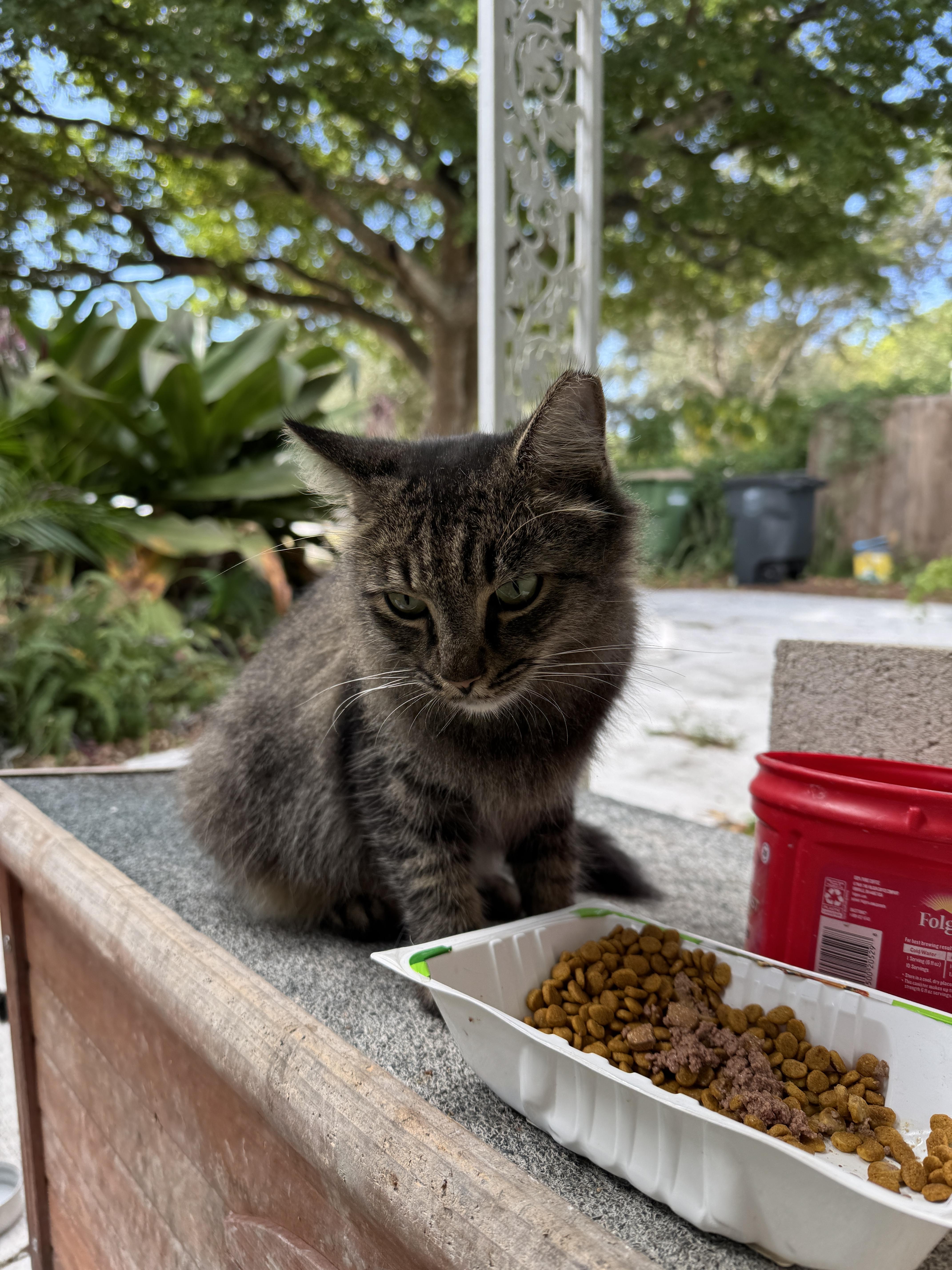 Sho Sho, Adoptable, Adult Female Maine Coon.