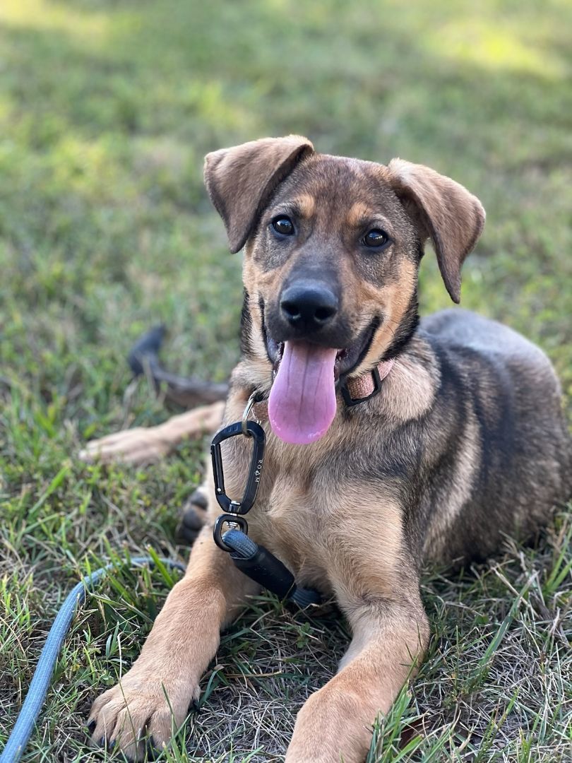 Enlarge James - Transport, a Adoptable German Shepherd Dog in Wilmington, OH image 3/5