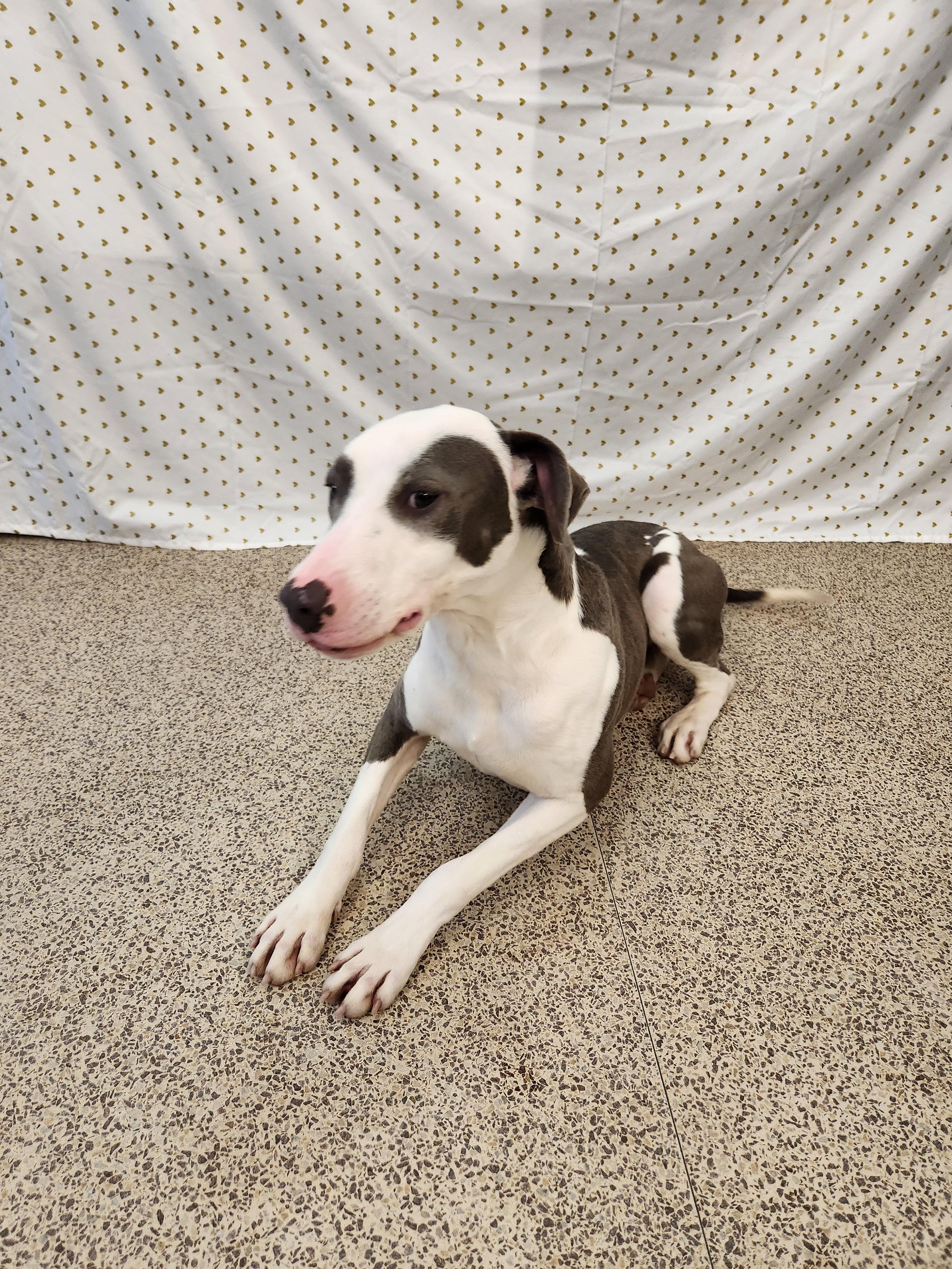Jasper, Adult Male American Staffordshire Terrier