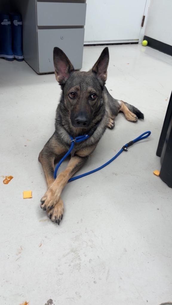 Enlarge Britt, a Adoptable German Shepherd Dog in Findlay, OH image 1/1