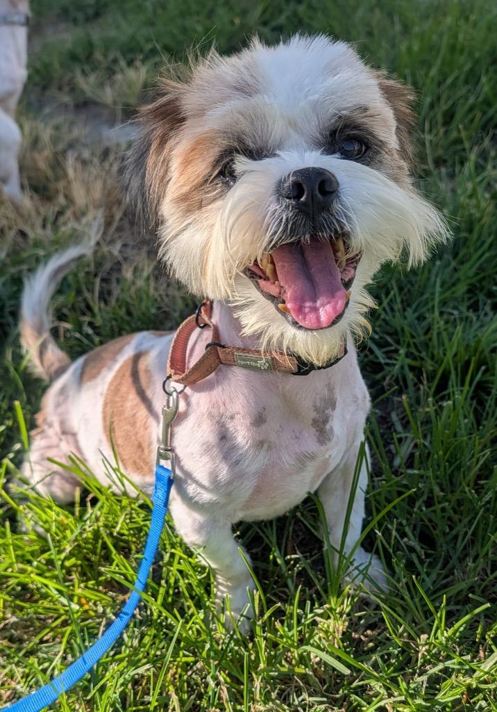 Enlarge Mask-Bonded with Lulu!, a Adopted Shih Tzu in Fort Myers, FL image 1/3