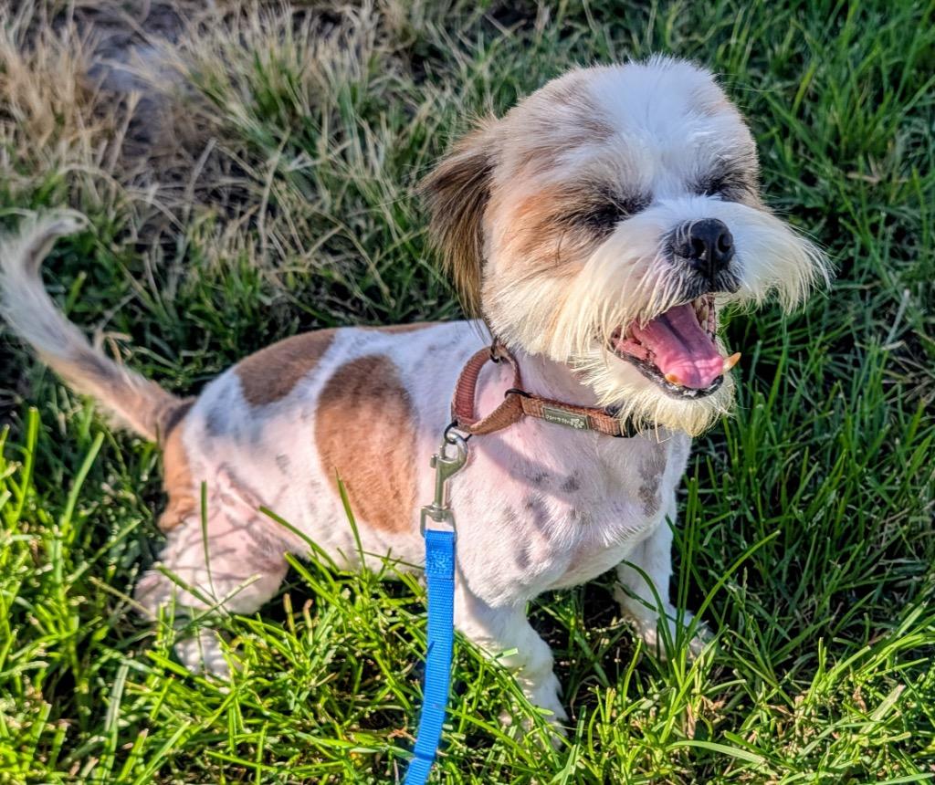 Enlarge Mask-Bonded with Lulu!, a Adopted Shih Tzu in Fort Myers, FL image 2/3