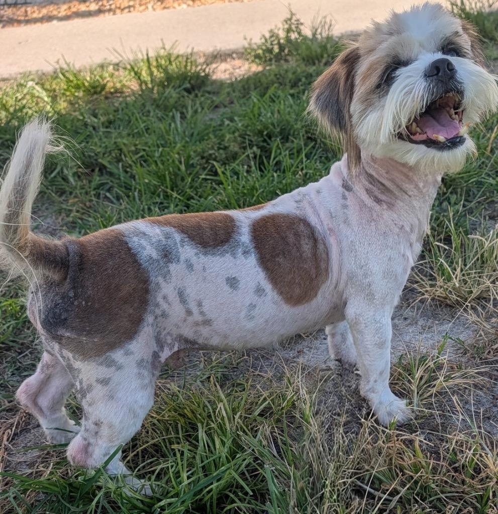 Enlarge Mask-Bonded with Lulu!, a Adopted Shih Tzu in Fort Myers, FL image 3/3