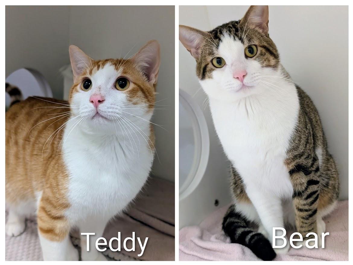 Teddy & Bear, ADOPTABLE, Adult Male Domestic Short Hair.