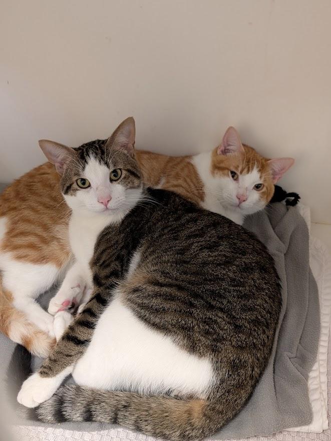 Enlarge Teddy & Bear, an adopted Domestic Short Hair in Coquitlam, BC image 2/2