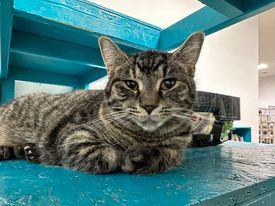 Enlarge Shalamar, a Adoptable Domestic Short Hair in Powell, OH image 1/1