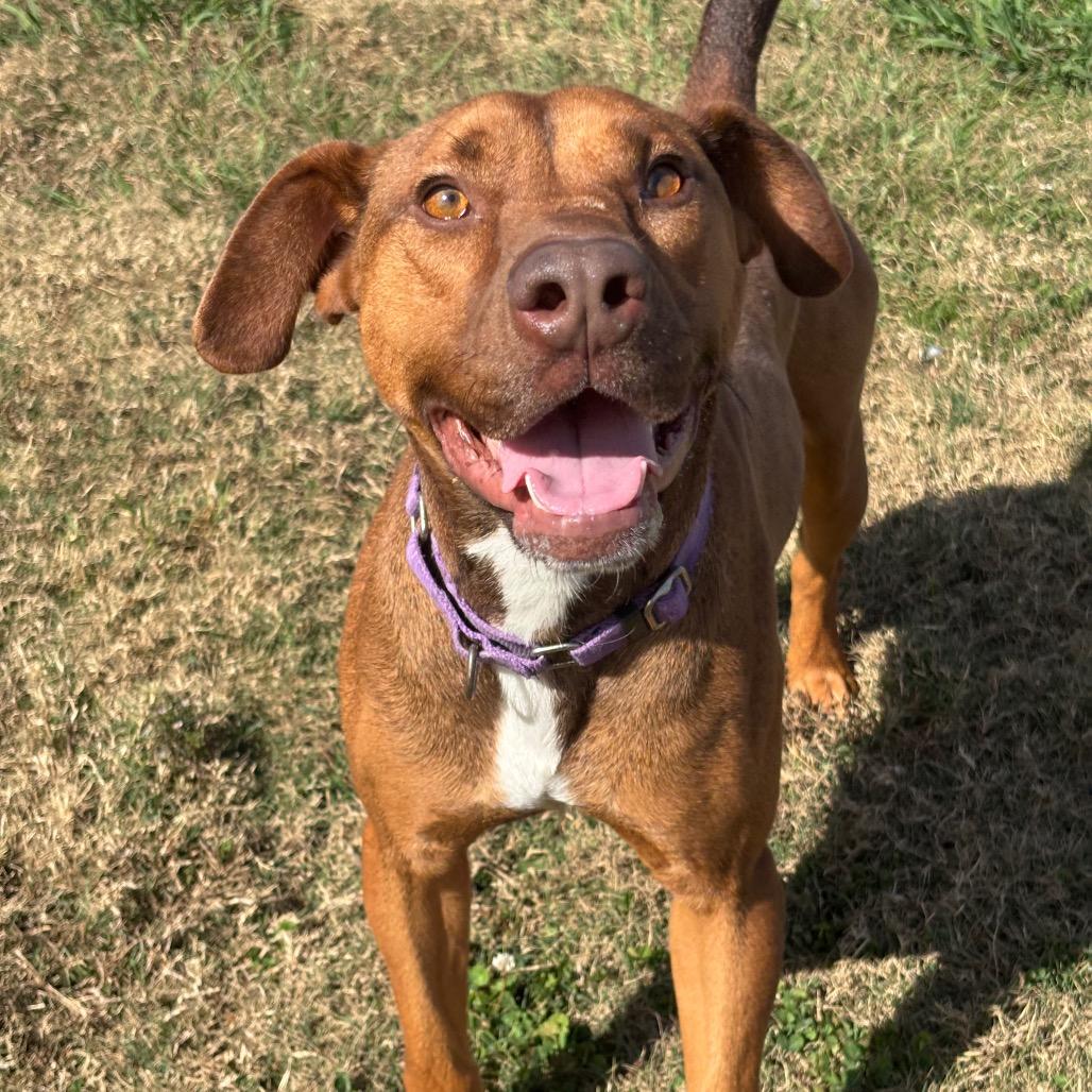 Cream Cheese, Adoptable, Adult Male Pit Bull Terrier & Mixed Breed.