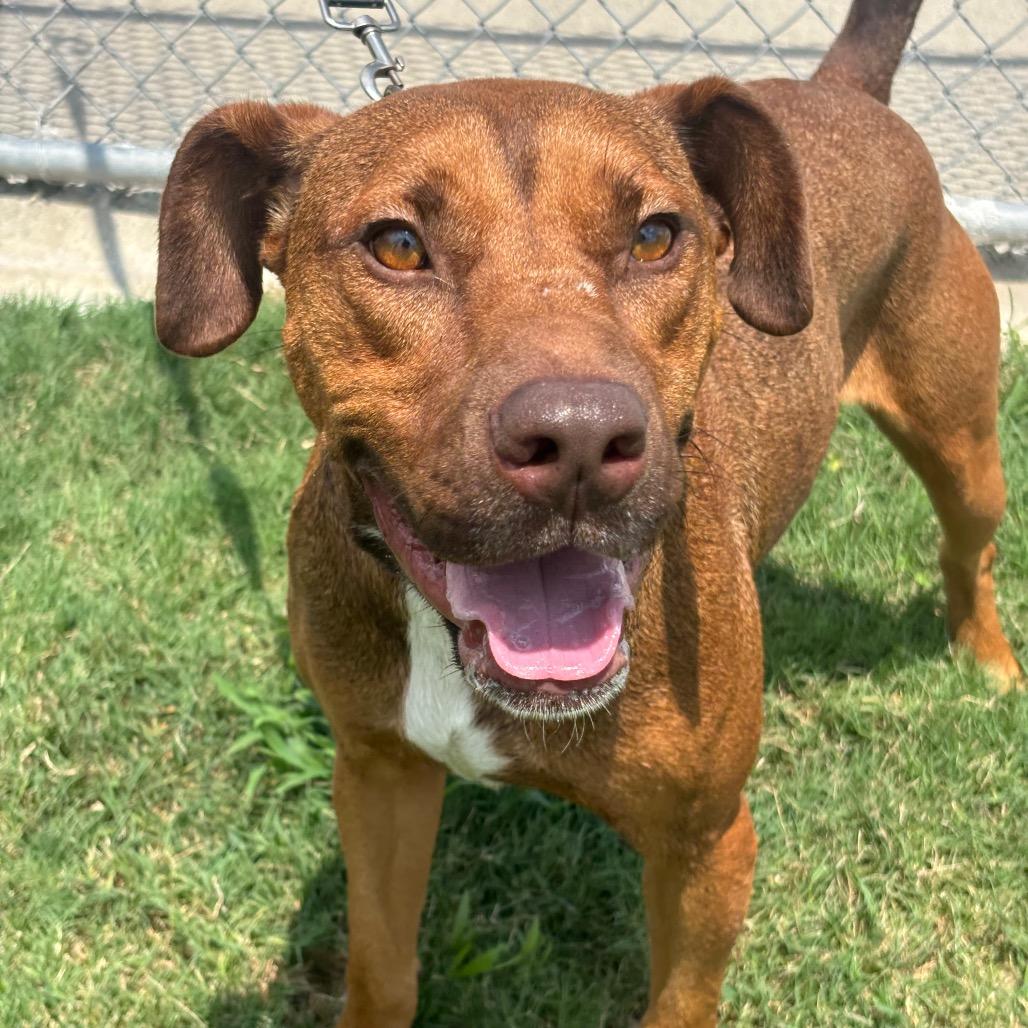 Cream Cheese, Adoptable, Adult Male Pit Bull Terrier & Mixed Breed.