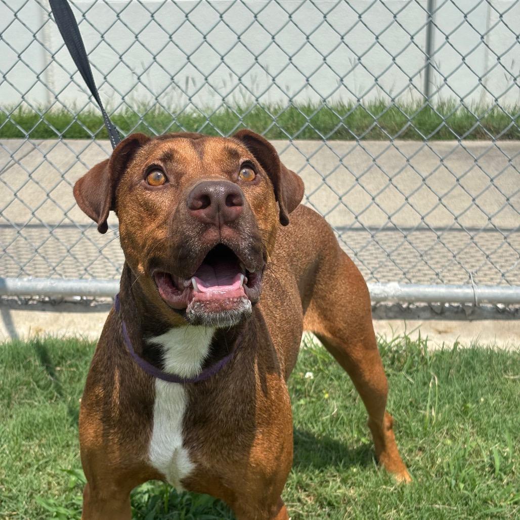 Cream Cheese, a Adoptable mixed breed in League City, TX image 3/6