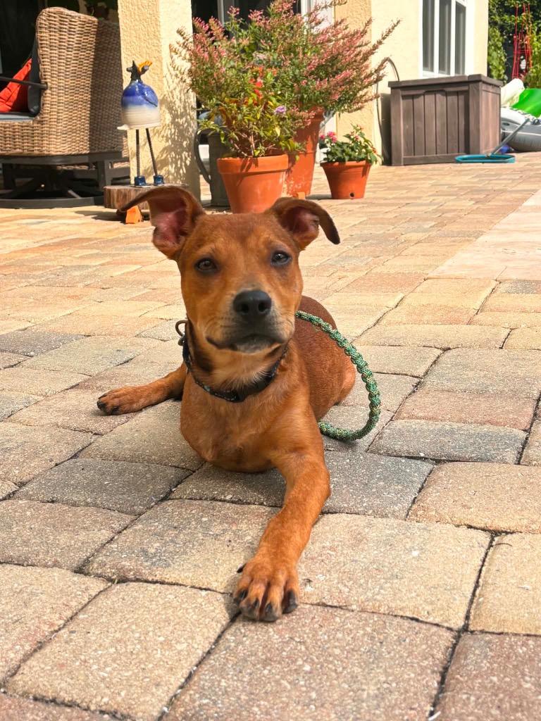 Enlarge Kymber, a Adoptable mixed breed in Orlando, FL image 1/4