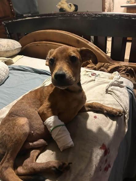 Enlarge Kymber, a Adoptable mixed breed in Orlando, FL image 2/4