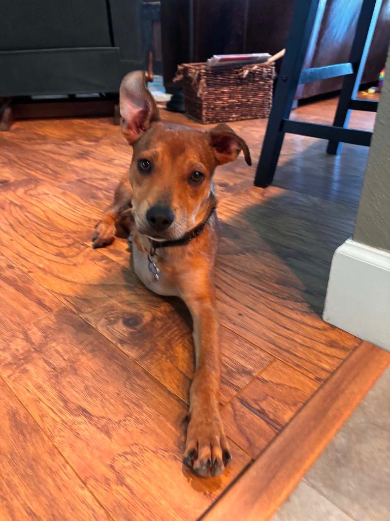 Enlarge Kymber, a Adoptable mixed breed in Orlando, FL image 3/4