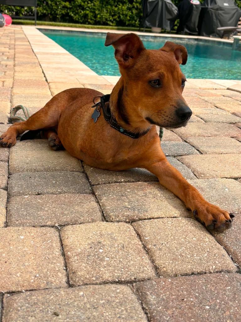 Enlarge Kymber, a Adoptable mixed breed in Orlando, FL image 4/4