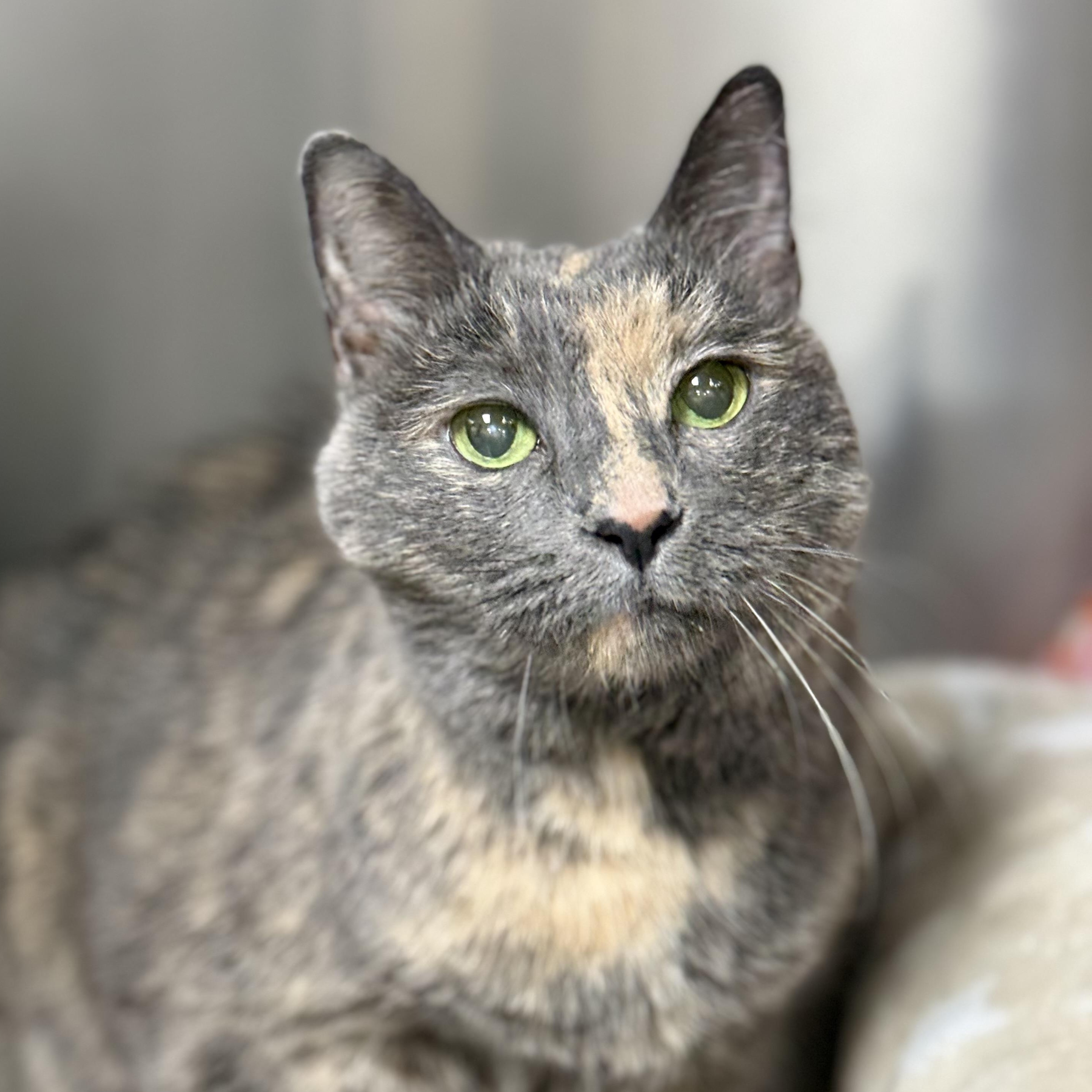 Kate, adoptable, Senior Female Domestic Short Hair.