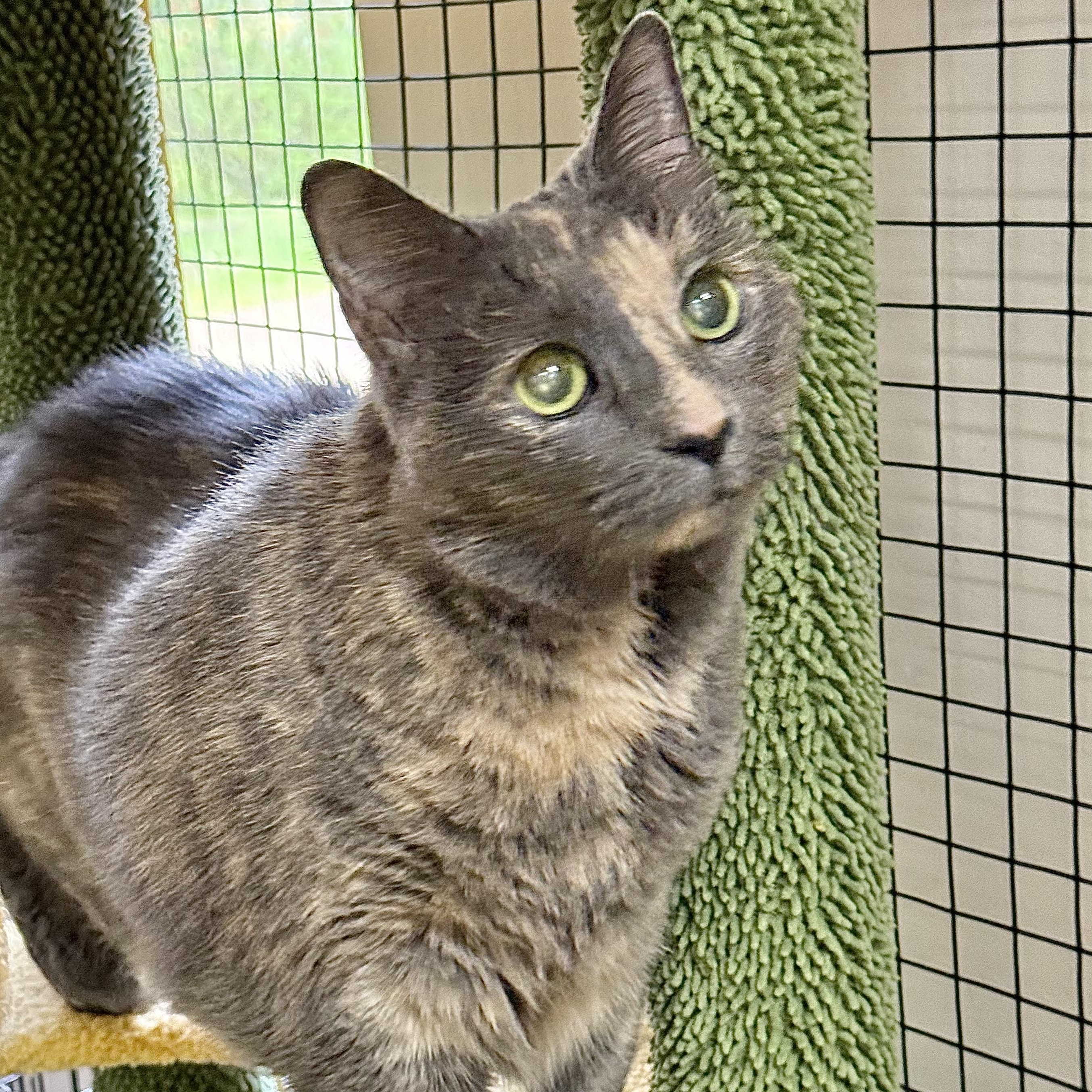 Enlarge Kate, an adoptable Domestic Short Hair in Collierville, TN image 4/6